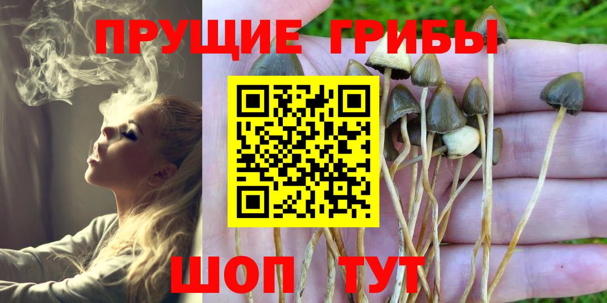 Мценск  Псилоцибиновые грибы мухоморы  Вход с VPN  Псилоцибиновые грибы мицелий 